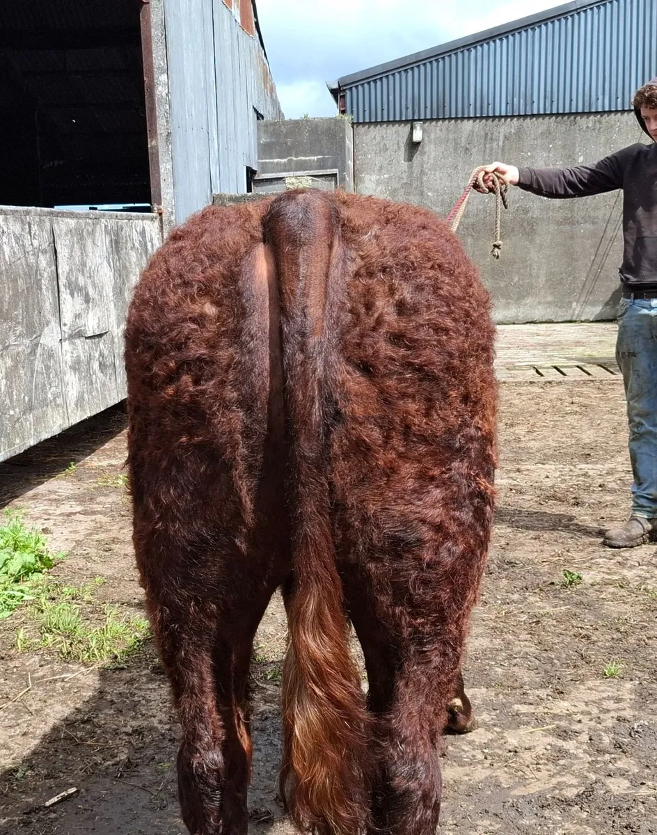 SALERS BULL - Image 4