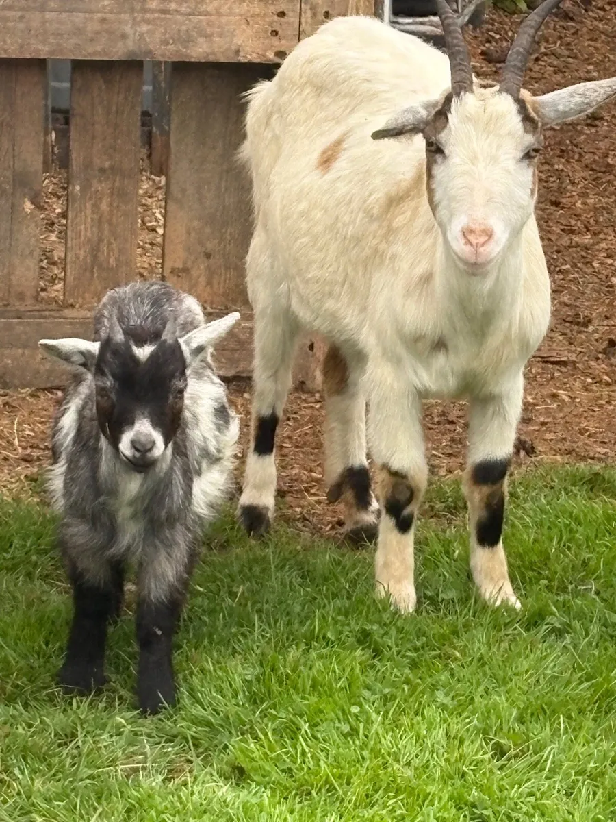 2 mother goats with two kid males - Image 1