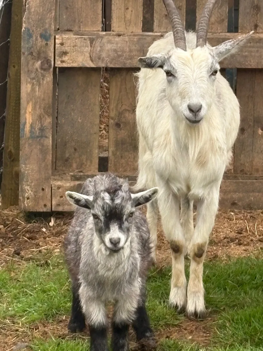 2 mother goats with two kid males - Image 2