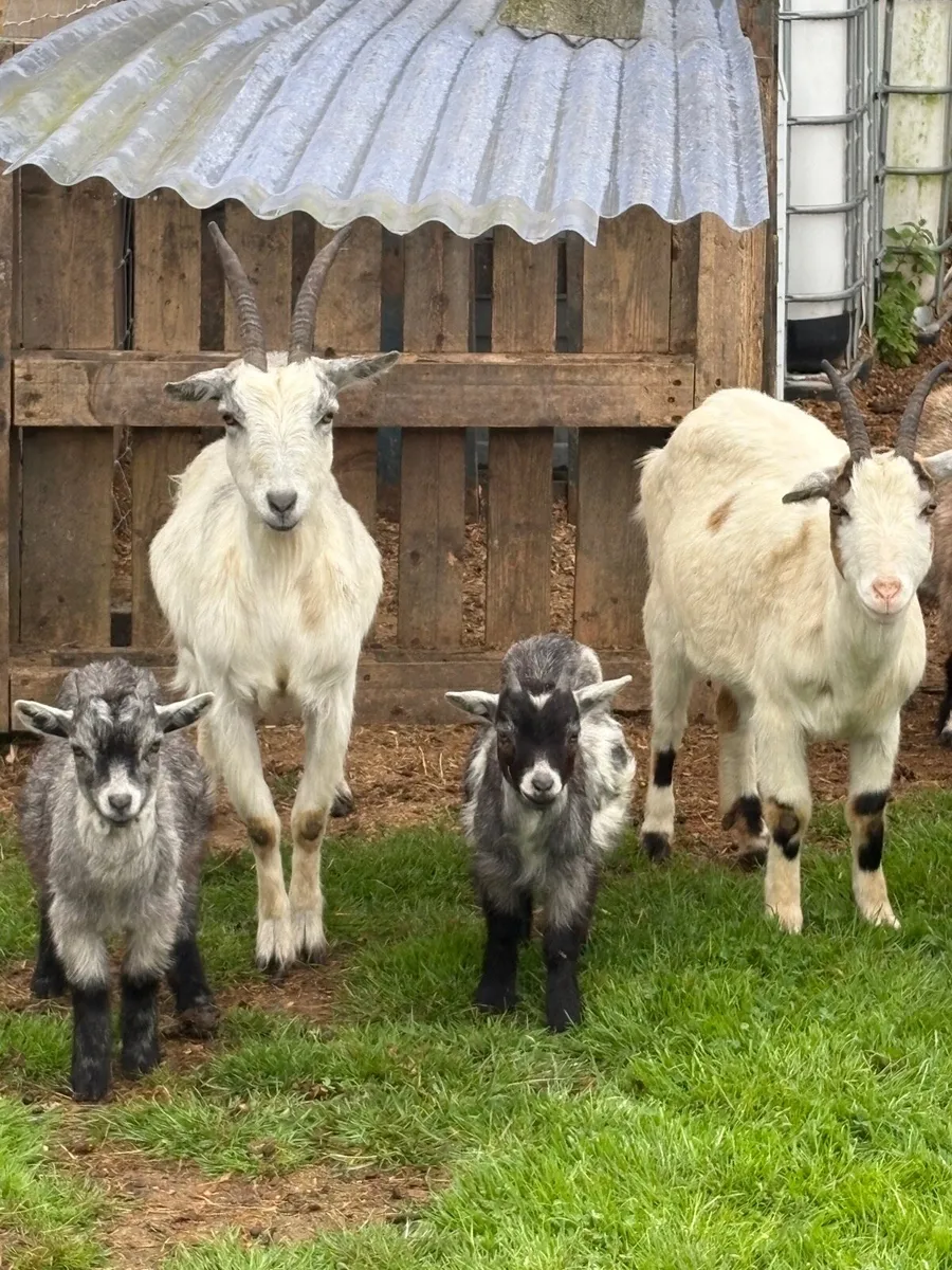 2 mother goats with two kid males - Image 3