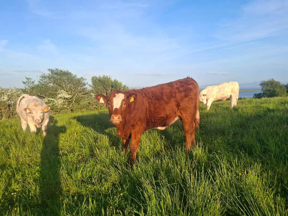 5 Star Sim x Saler Heifer - Image 1