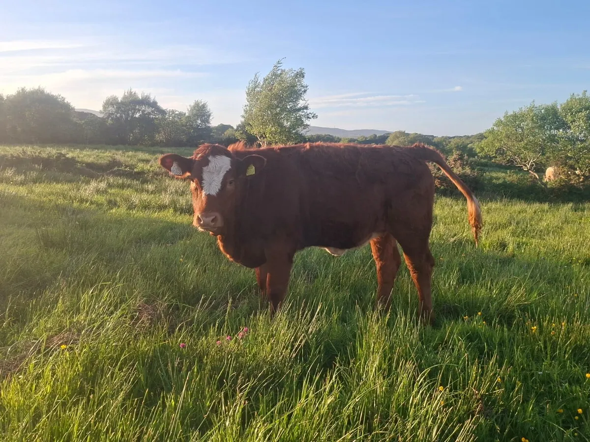 5 Star Sim x Saler Heifer - Image 2