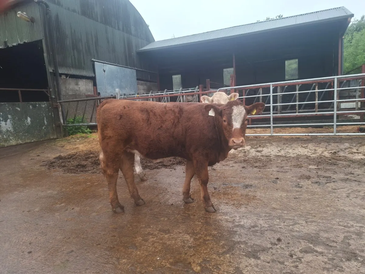 5 Star Sim x Saler Heifer - Image 3