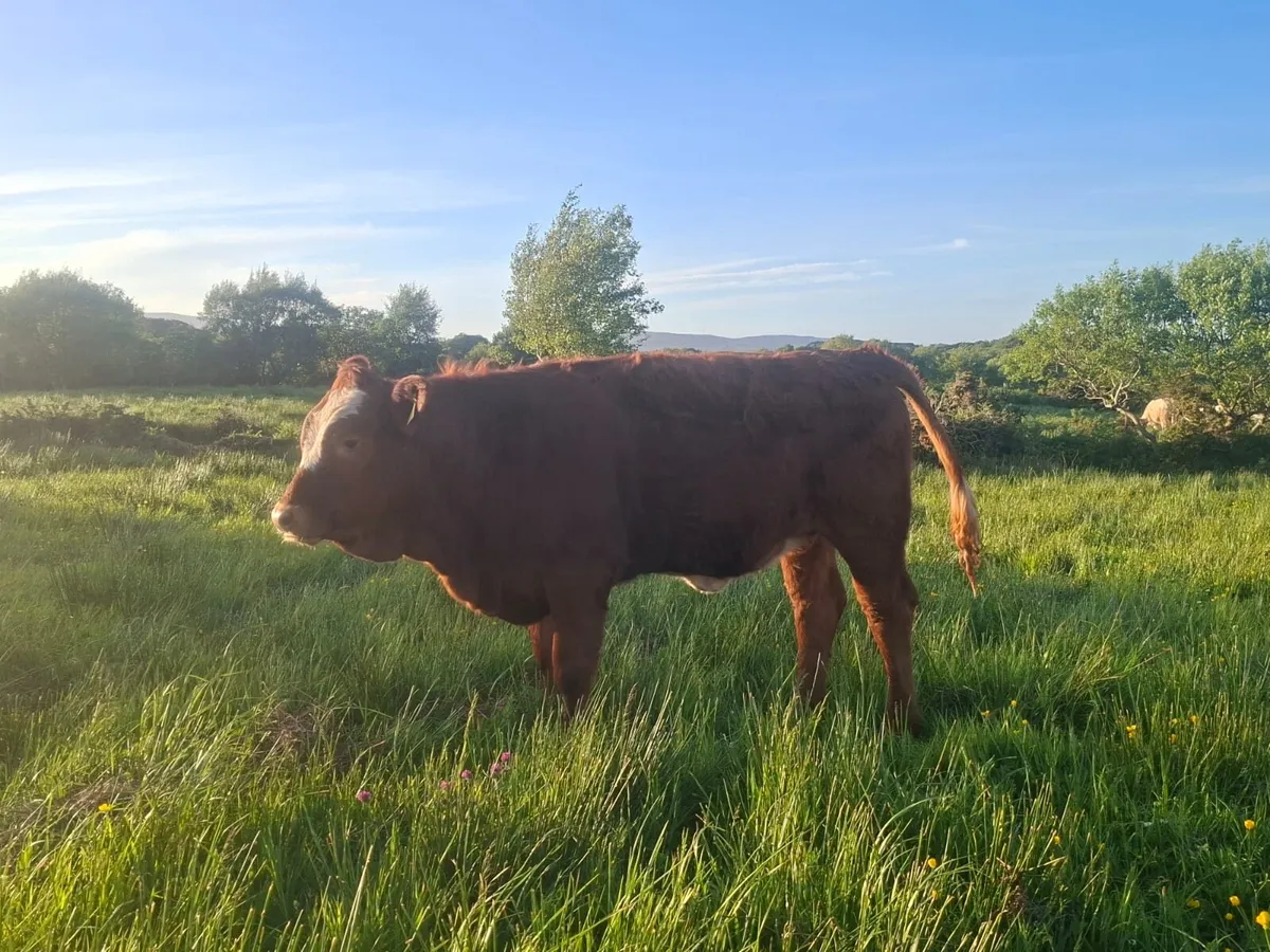5 Star Sim x Saler Heifer - Image 4