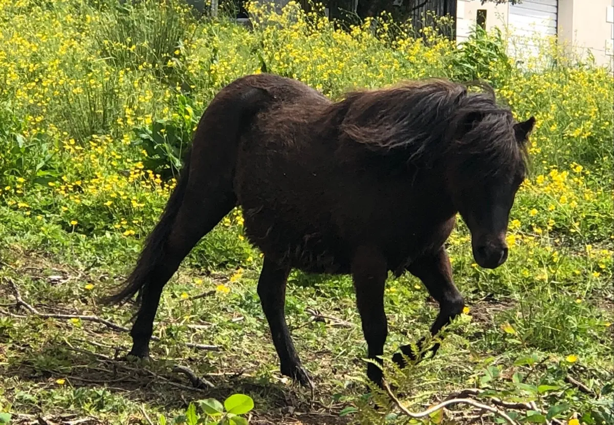 Miniature Shetland Filly Foal - Image 2