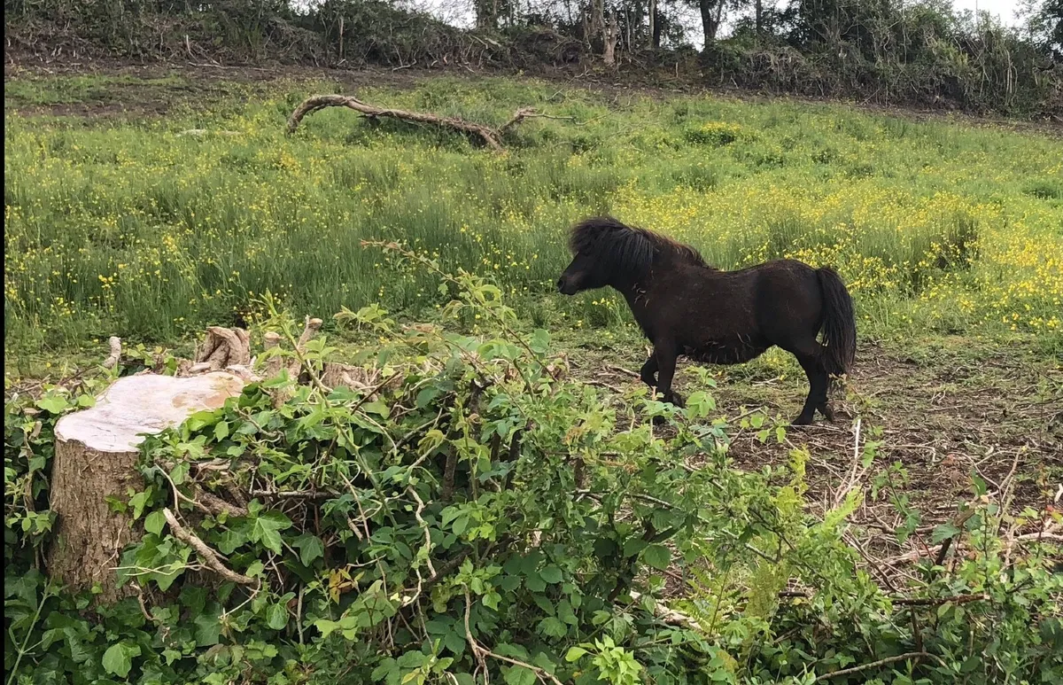 Miniature Shetland Filly Foal - Image 3