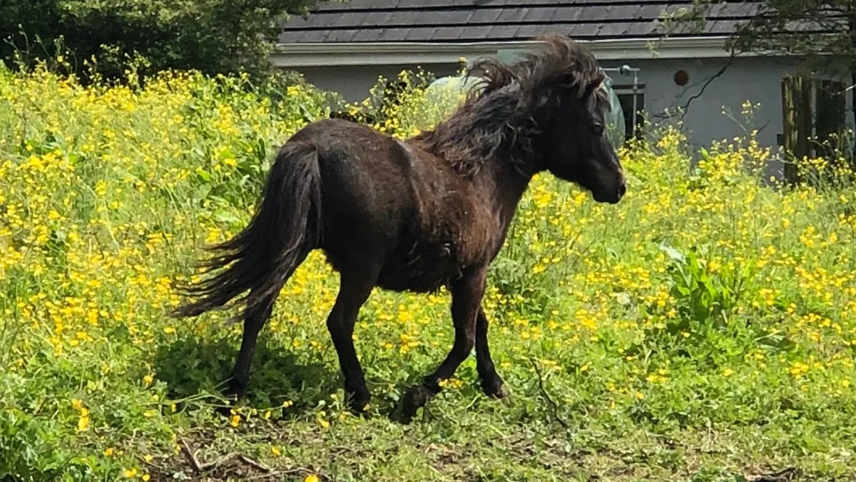 Miniature Shetland Filly Foal - Image 4
