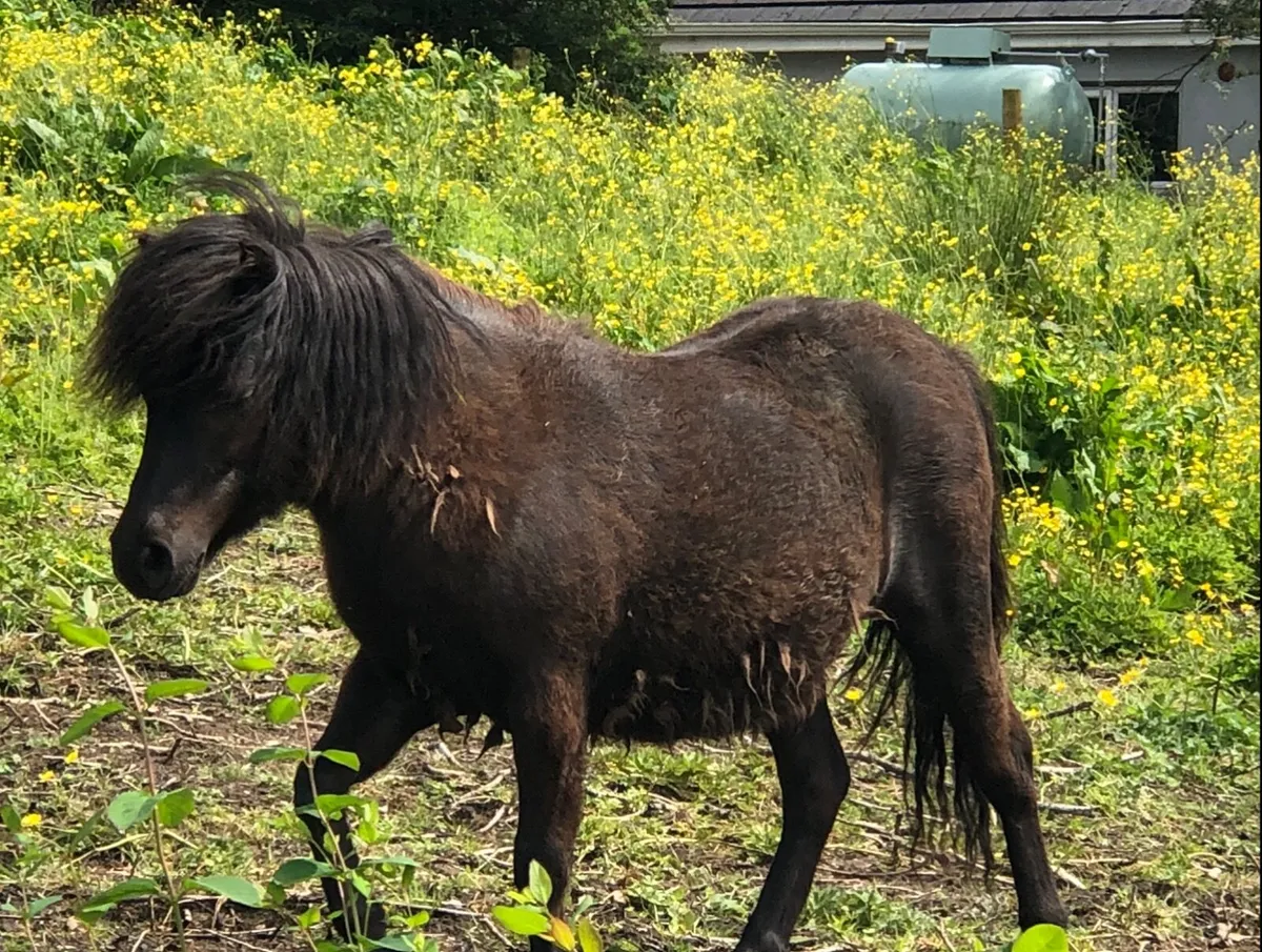 Miniature Shetland Filly Foal - Image 1