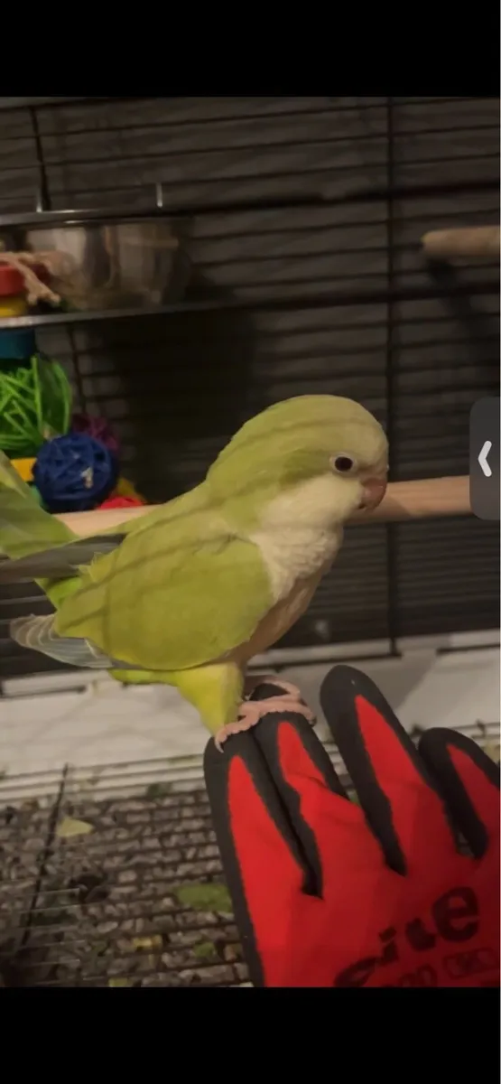 Monk parakeet - Image 1