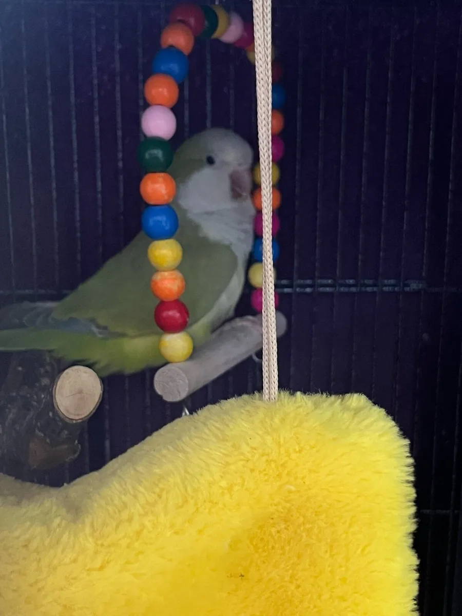 Monk parakeet - Image 4