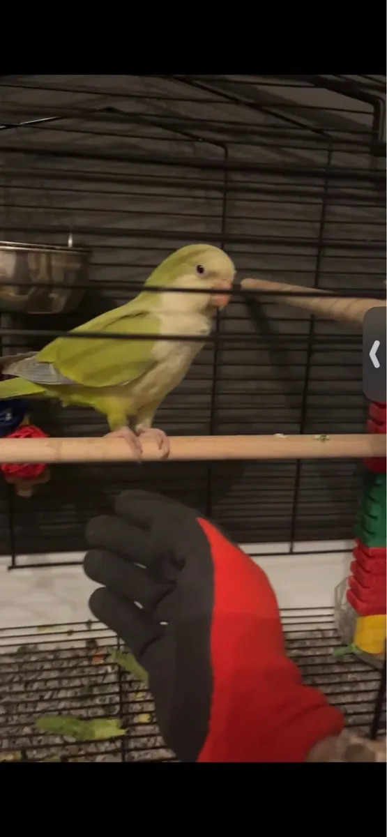 Monk parakeet - Image 2