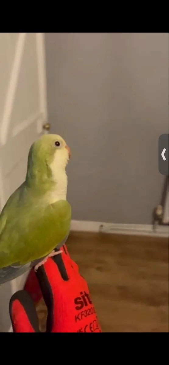 Monk parakeet - Image 3