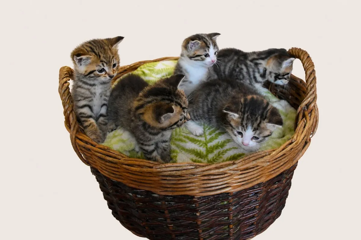 Kittens available in the Baltinglass area