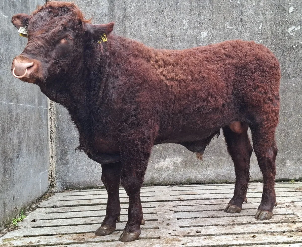 SALERS BULL - Image 2