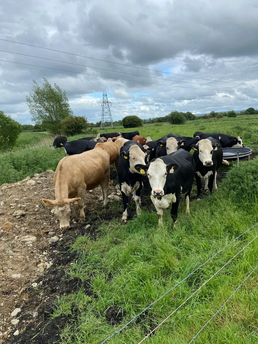 Hereford heifers - Image 1