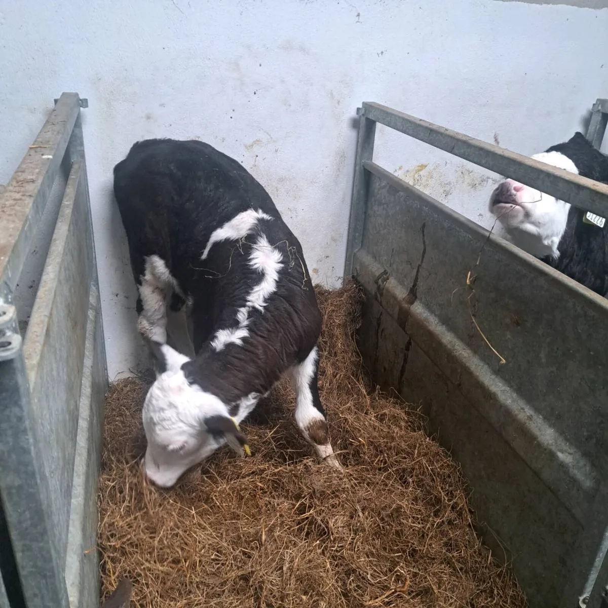 Whitehead bulls - Image 3