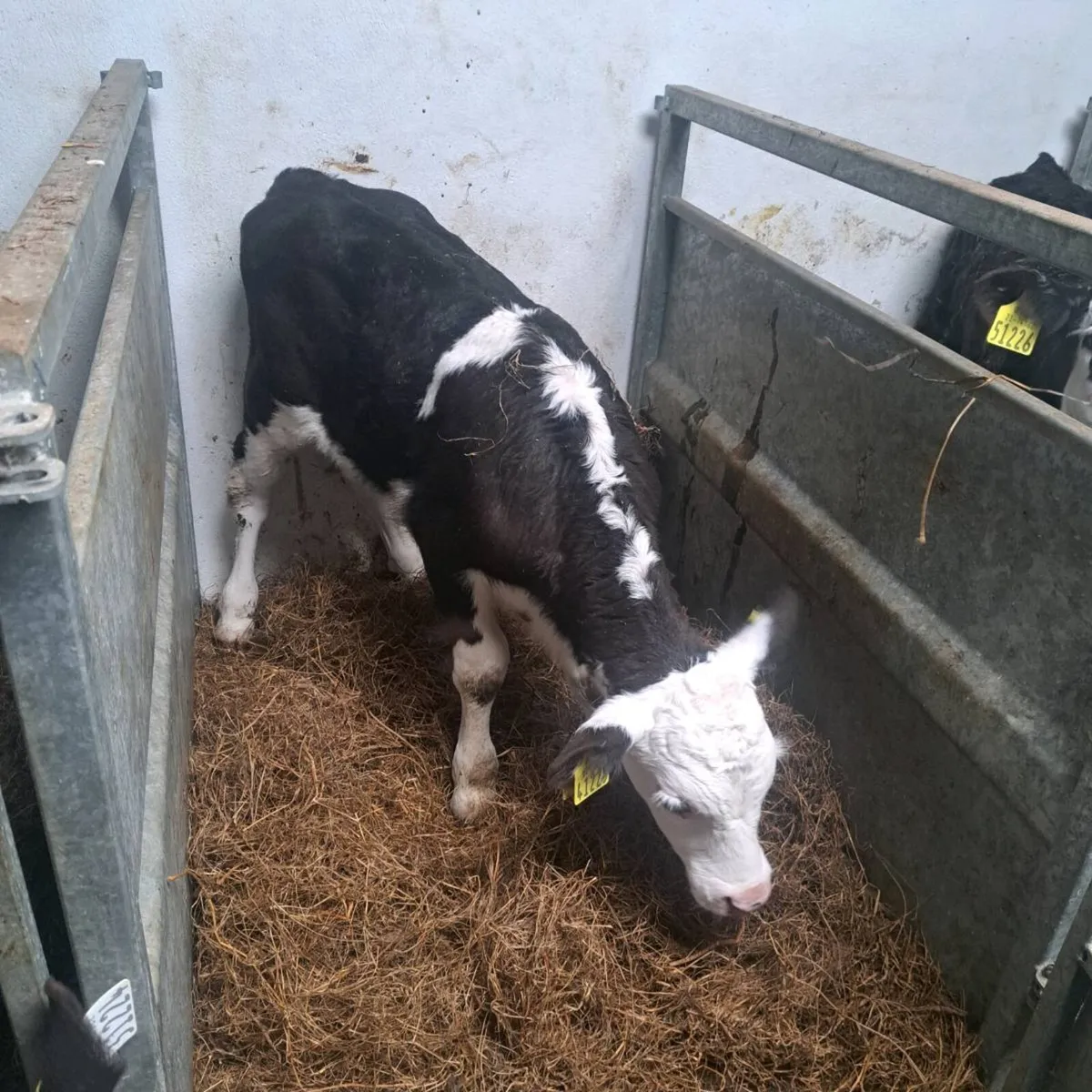 Whitehead bulls - Image 4