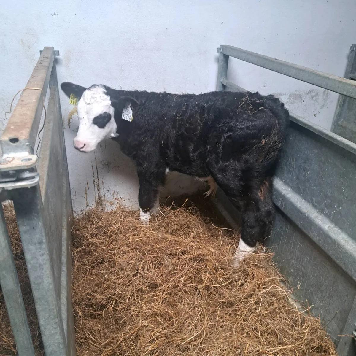 Whitehead bulls - Image 1