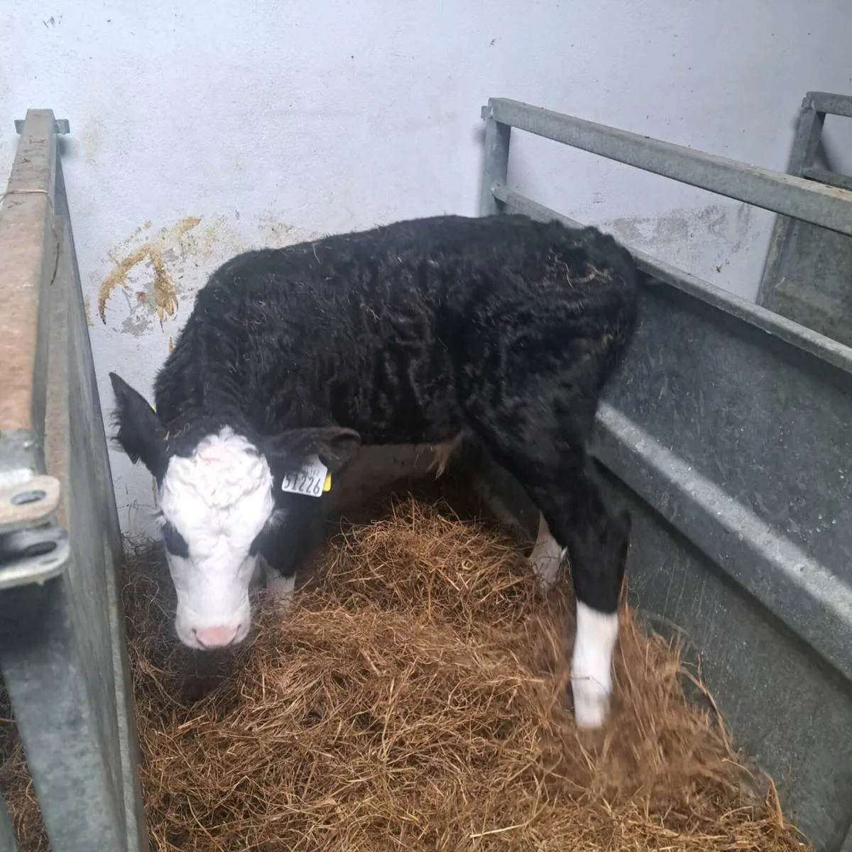 Whitehead bulls - Image 2