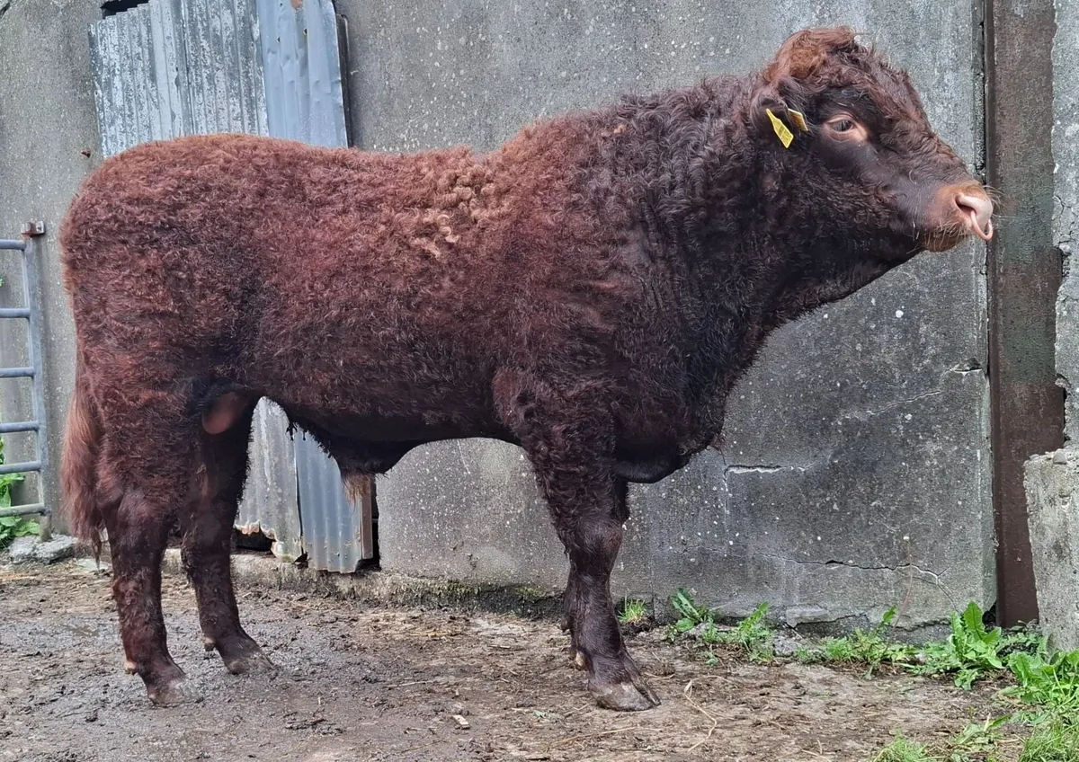 SALERS BULL - Image 1