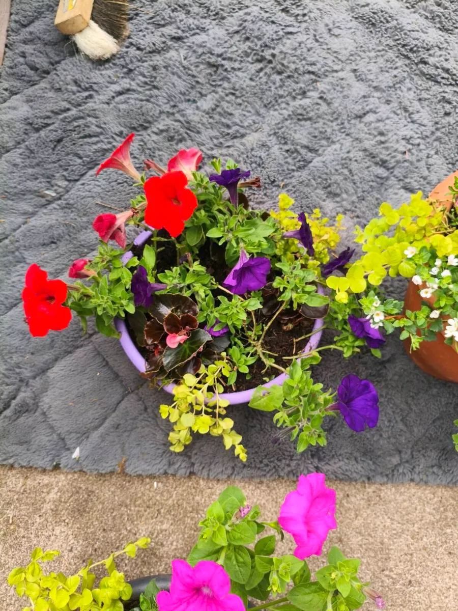 Beautiful new full pots freshly made .full bloom - Image 2