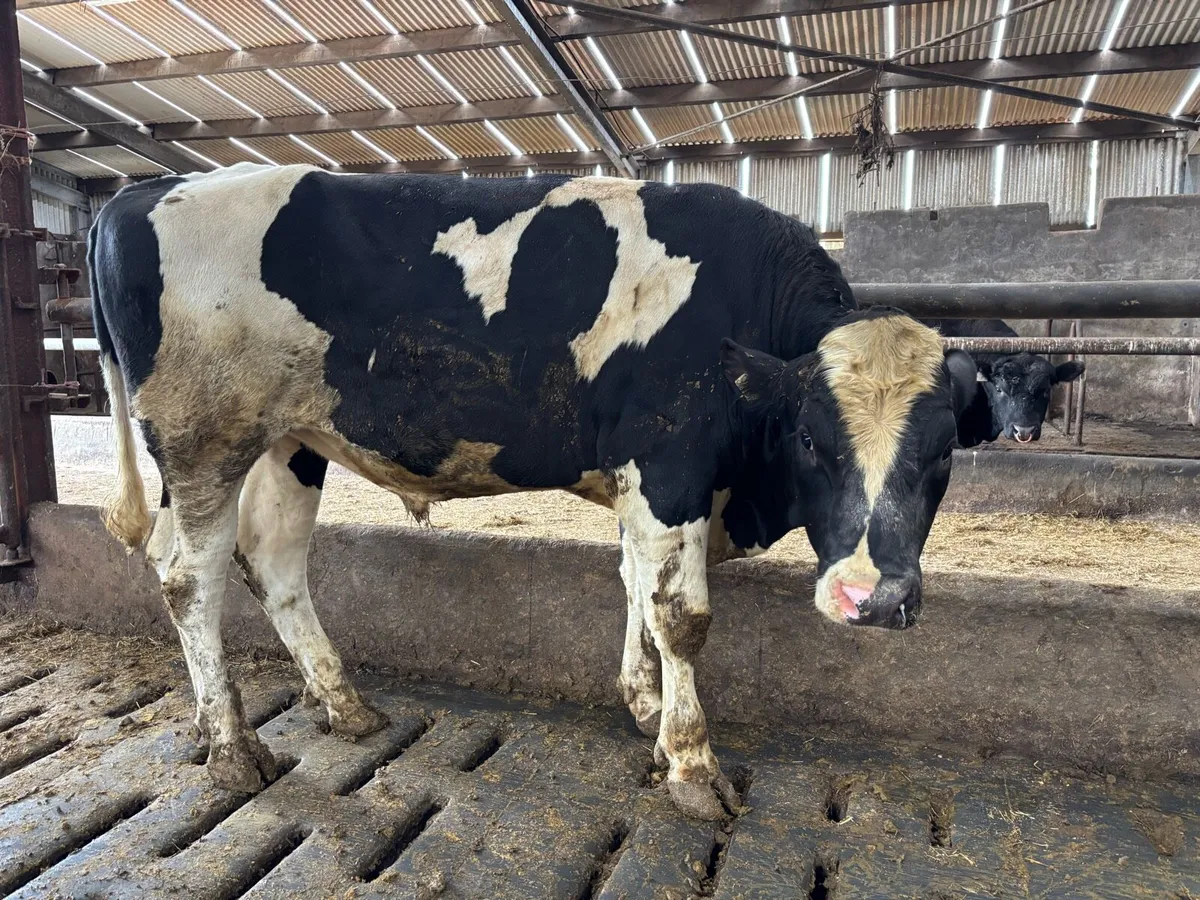 Pedigree Holstein Friesian Bulls - Image 4