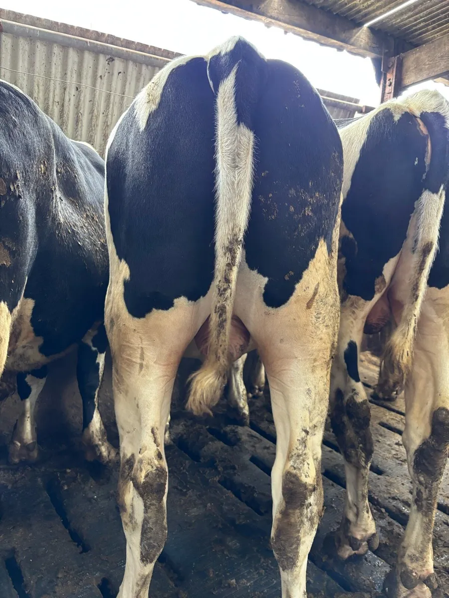 Pedigree Holstein Friesian Bulls - Image 2