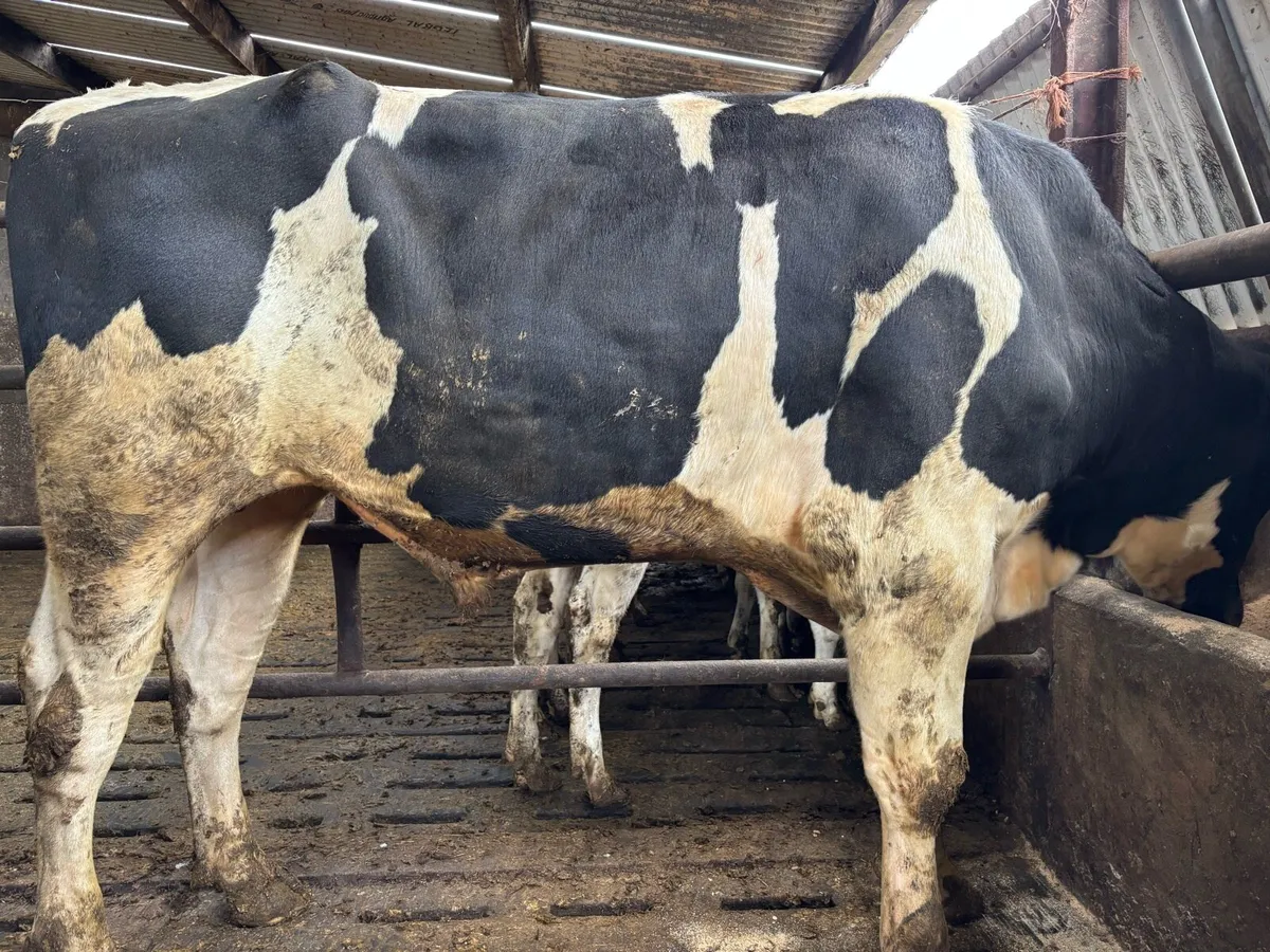Pedigree Holstein Friesian Bulls - Image 3
