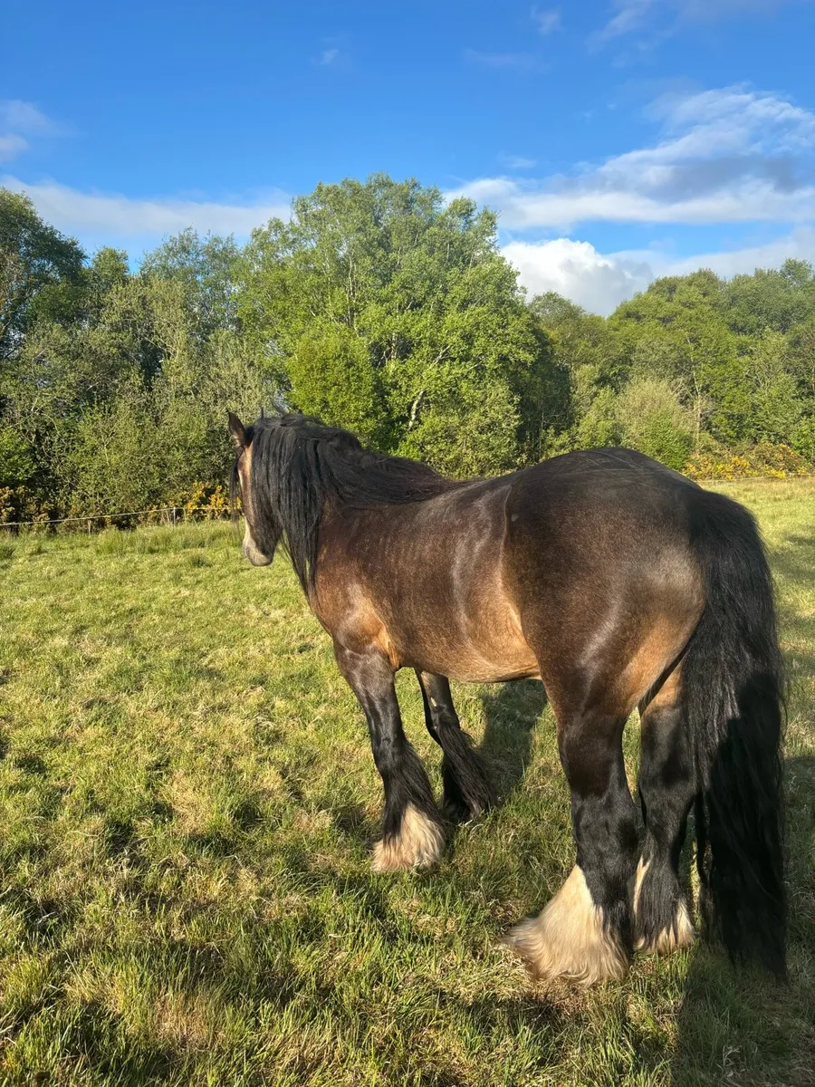 Dun cob stallion - Image 2