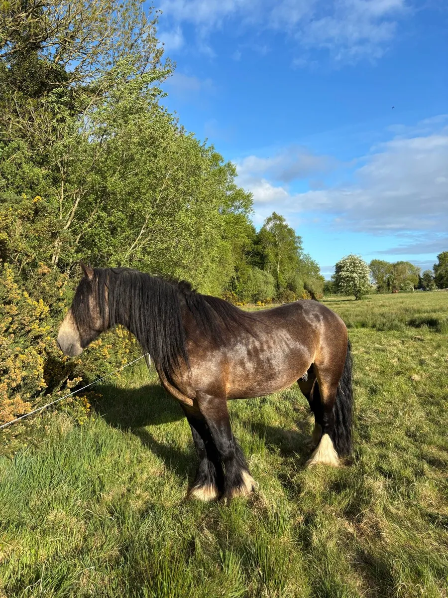 Dun cob stallion - Image 1