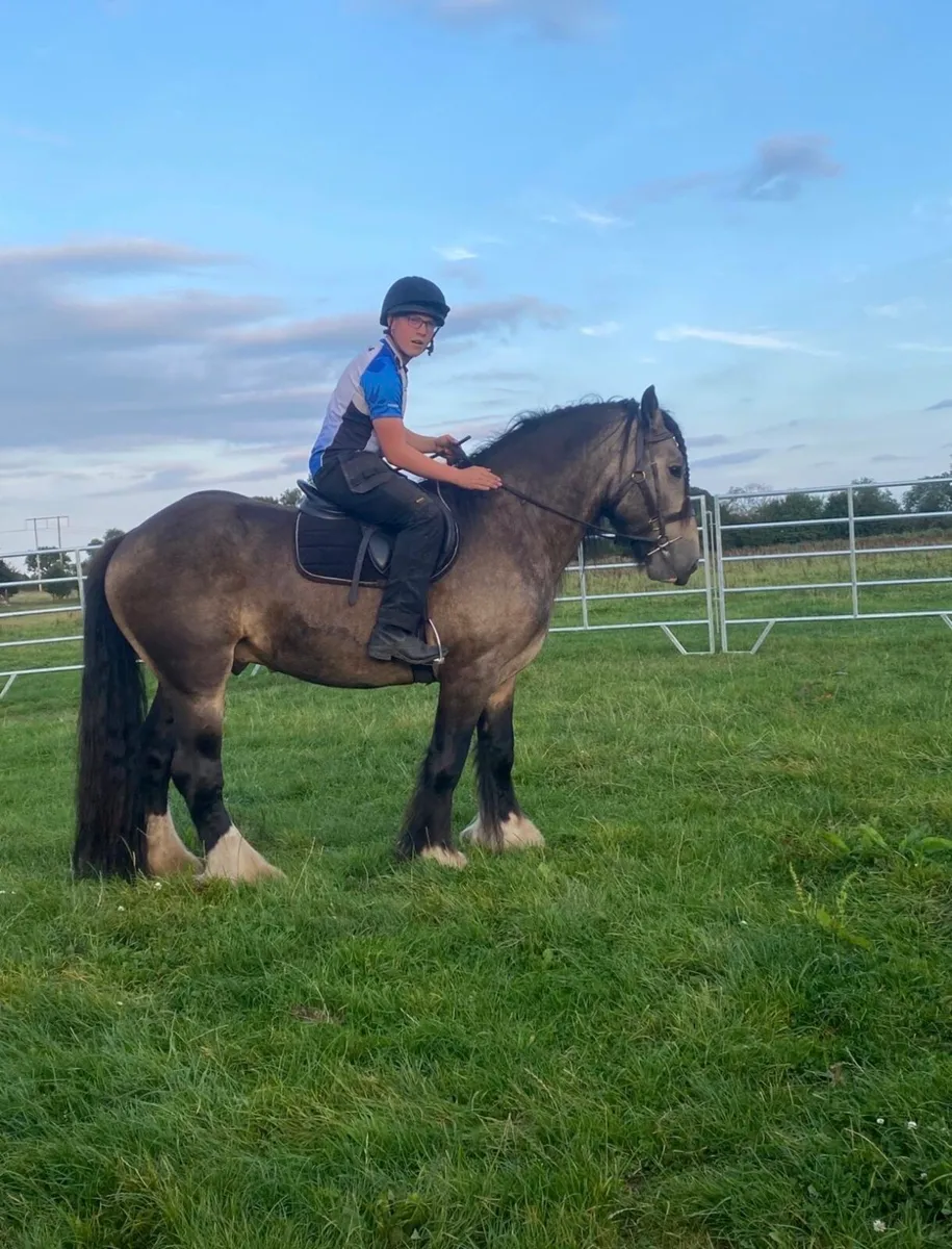 Dun cob stallion - Image 4
