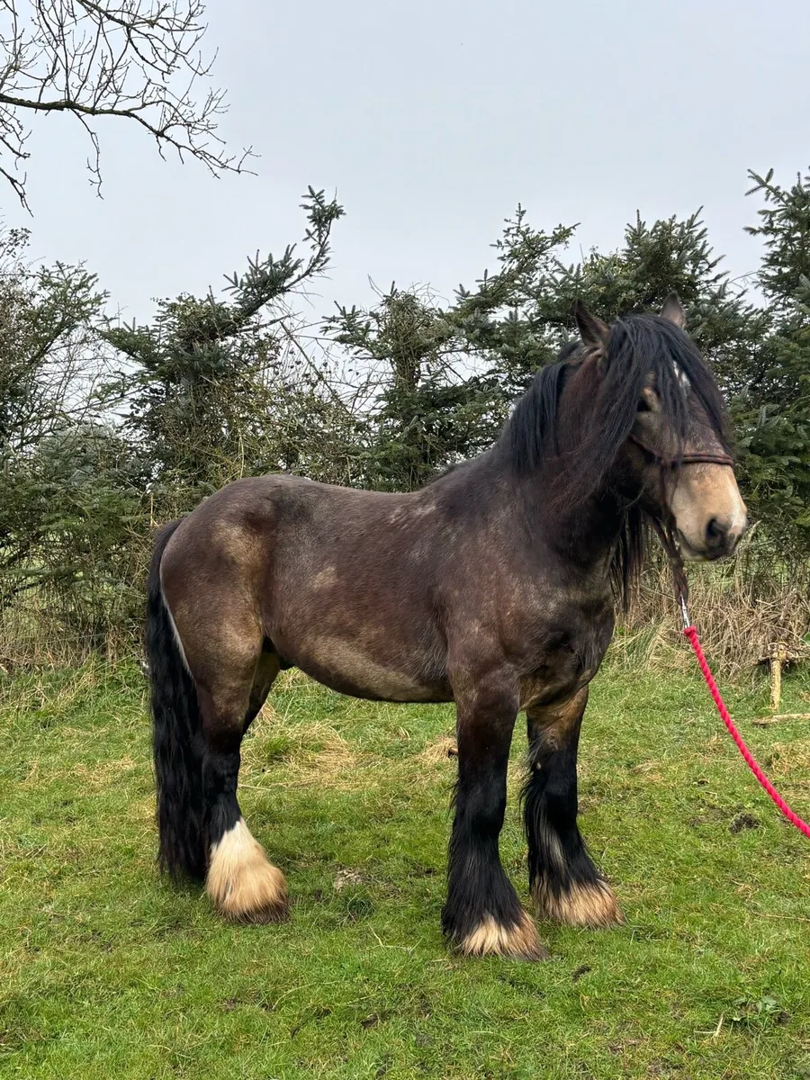Dun cob stallion - Image 3