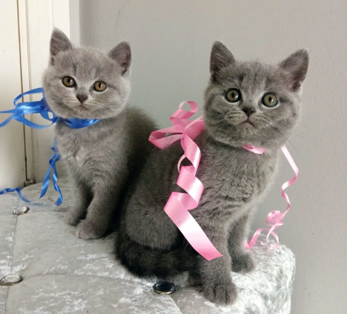 Amazing Purebred British Shorthair kittens - Image 2