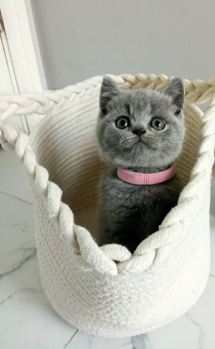 Amazing Purebred British Shorthair kittens - Image 3