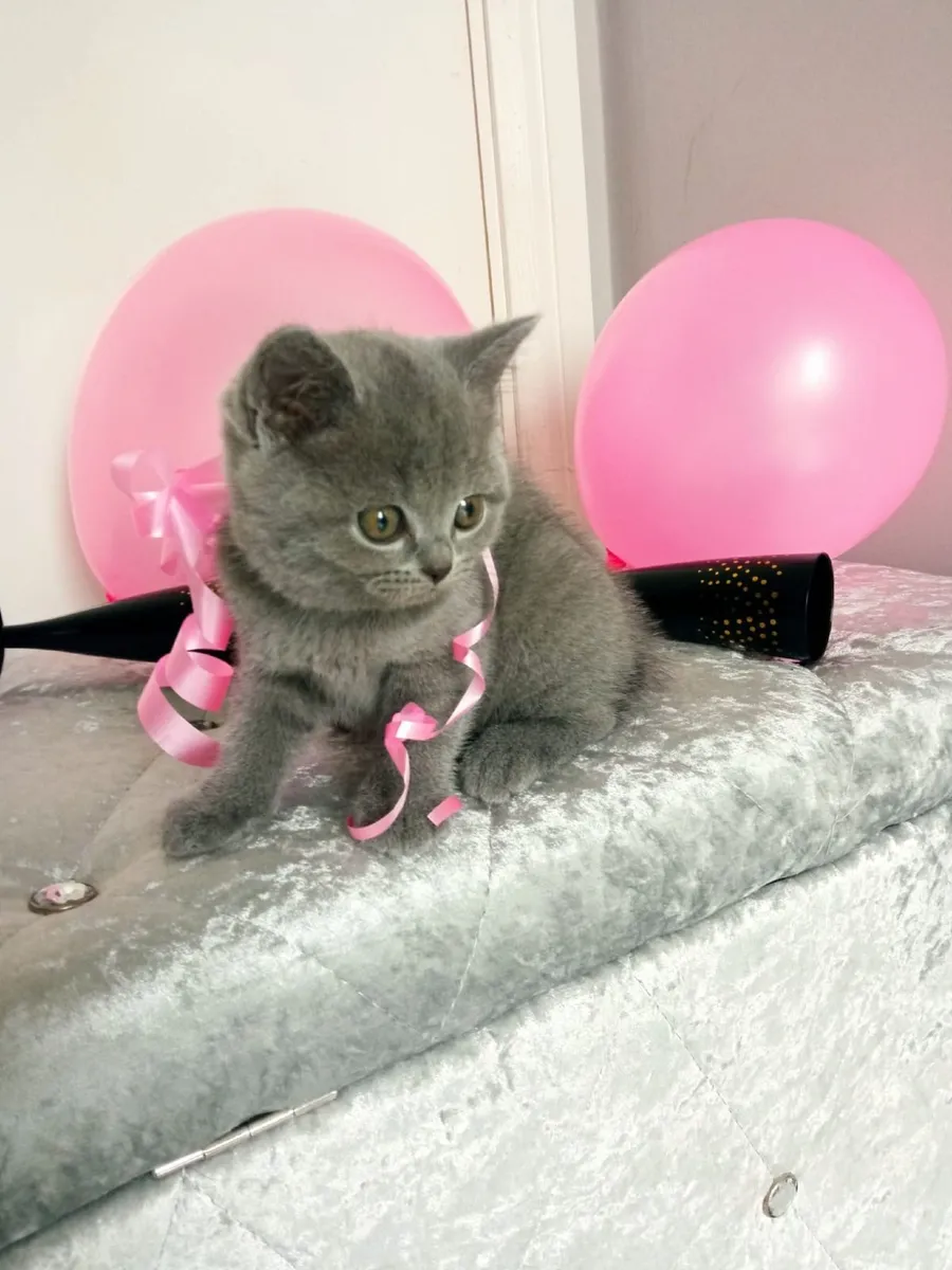 Amazing Purebred British Shorthair kittens - Image 4