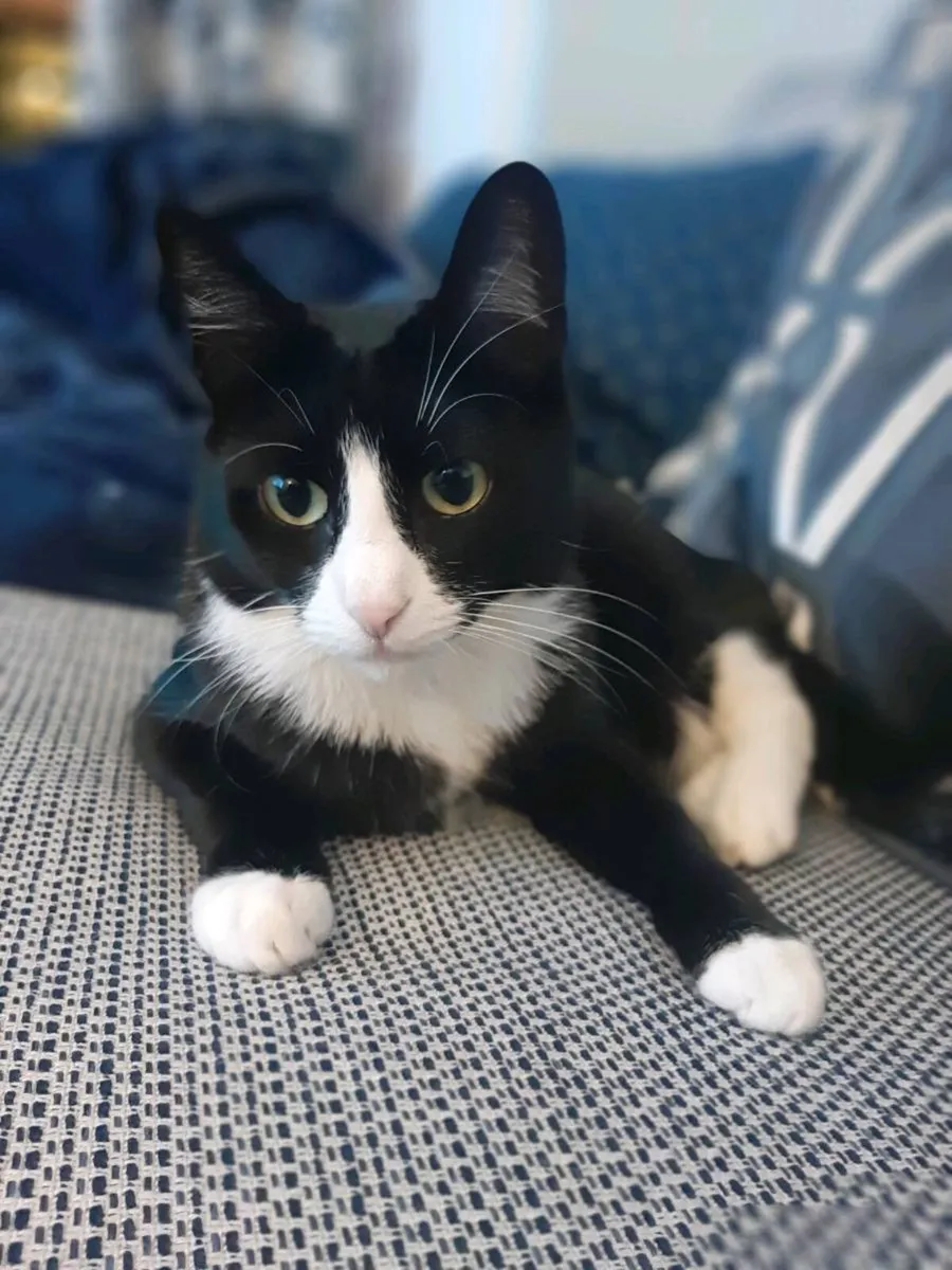 Luna the cat - Image 1