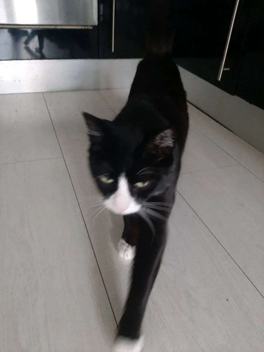 Luna the cat - Image 2
