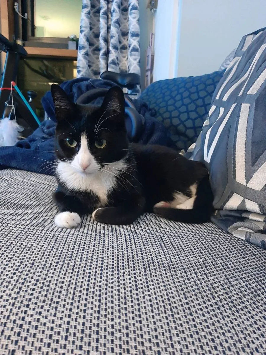 Luna the cat - Image 4