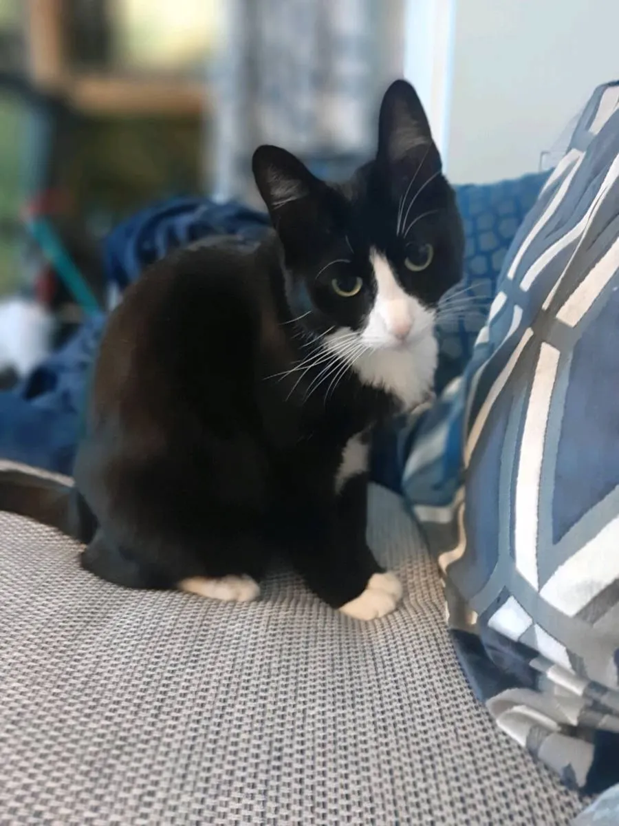 Luna the cat - Image 3