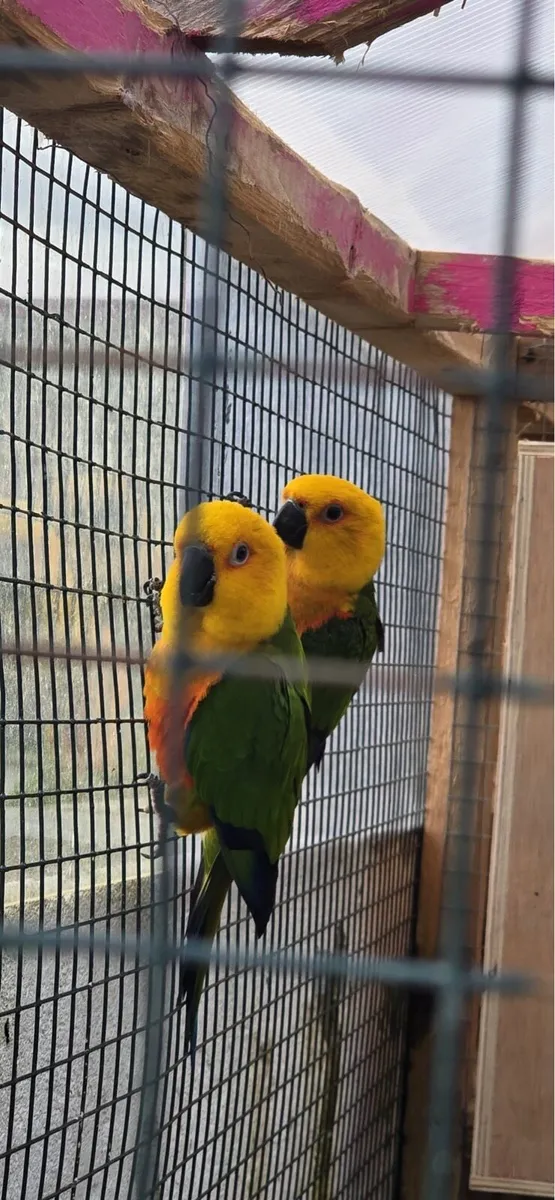 Beutiful birds - Image 1
