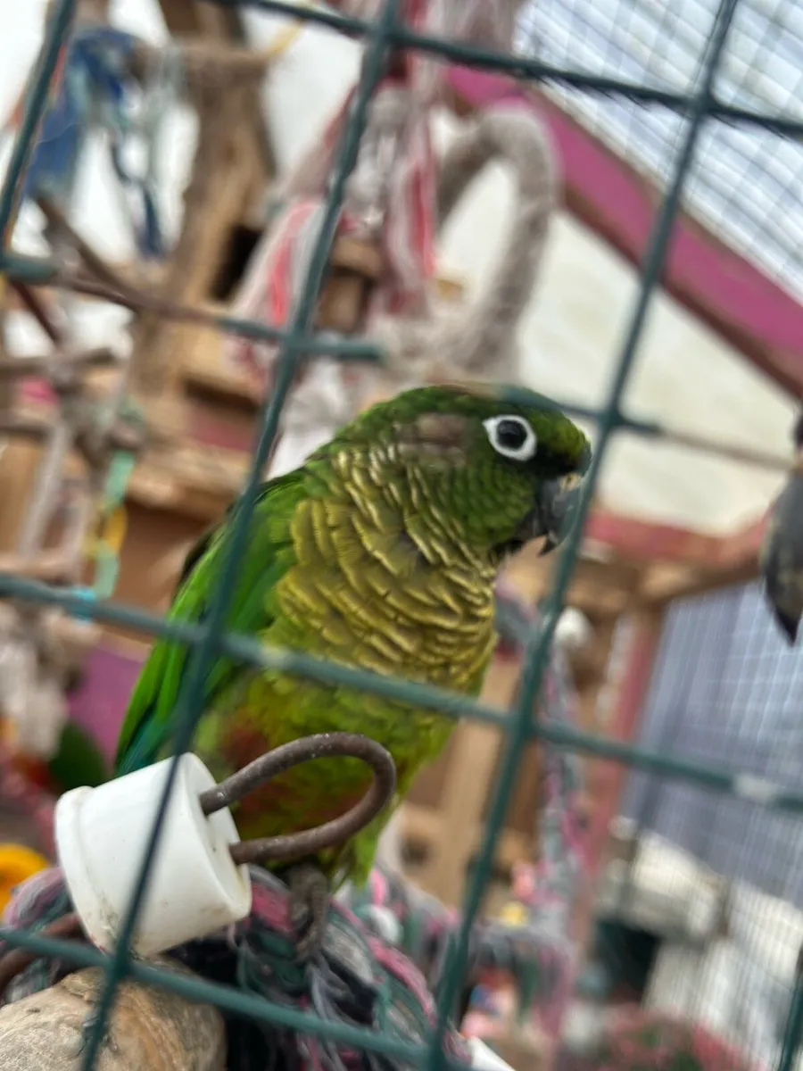 Beutiful birds - Image 2