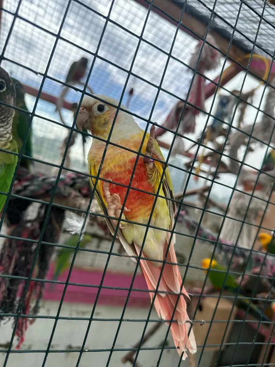 Beutiful birds - Image 3