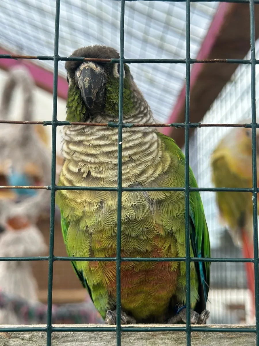 Beutiful birds - Image 4