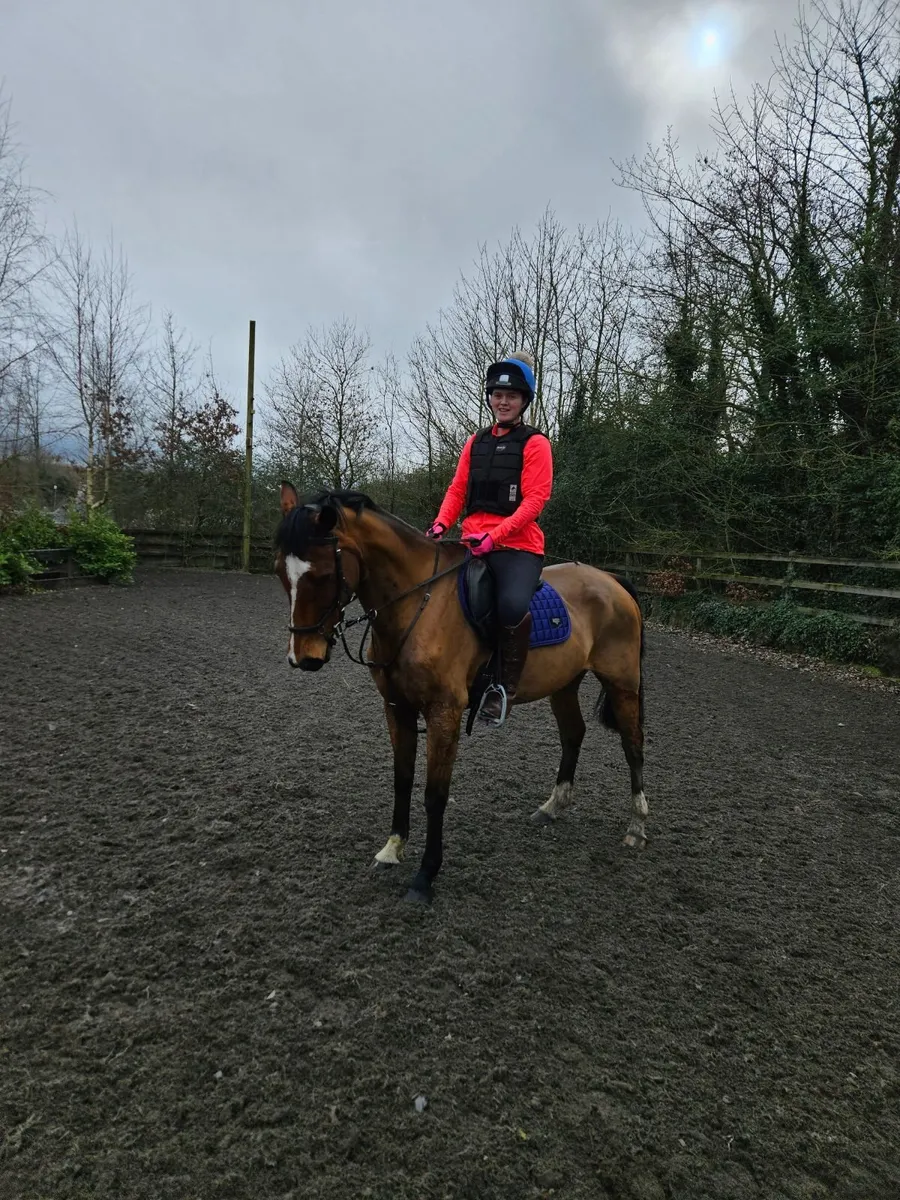Rocko 15.2hh Bay Gelding - Image 3