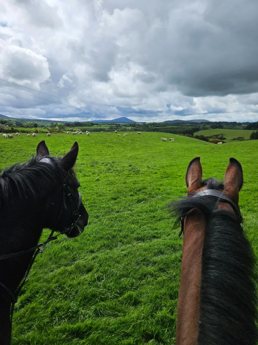 Rocko 15.2hh Bay Gelding - Image 4
