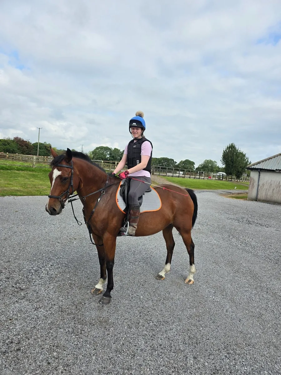 Rocko 15.2hh Bay Gelding - Image 1