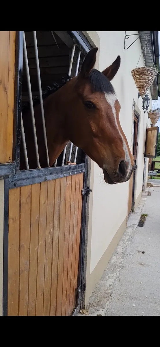 Rocko 15.2hh Bay Gelding - Image 2