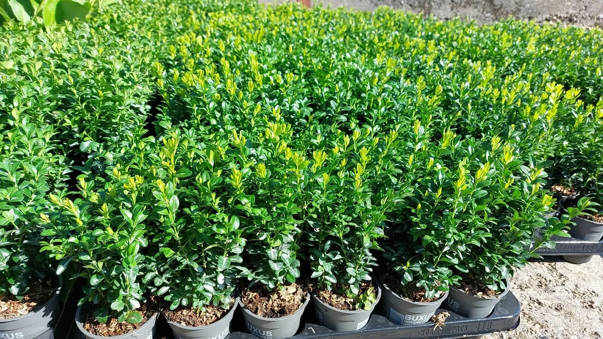 Box Hedging - Image 1