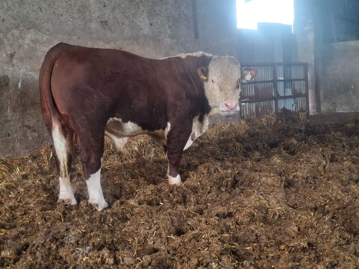 Pedigree Hereford Bull - Image 3