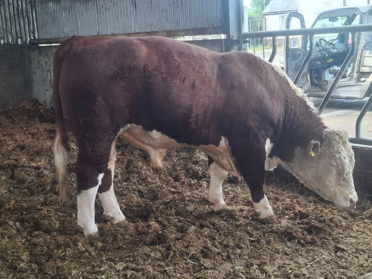 Pedigree Hereford Bull - Image 1